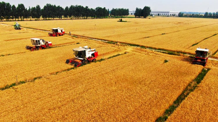 صورة جوية لحقول القمح في الصين